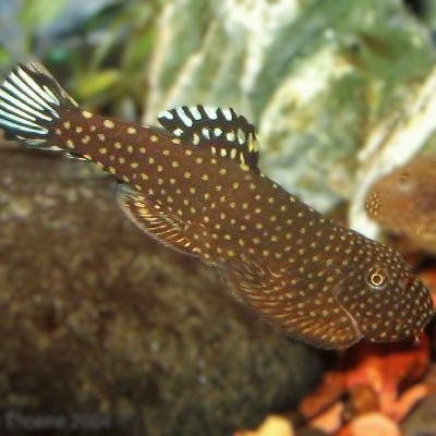 Gastromyzon ctenocephalus 4 cm.